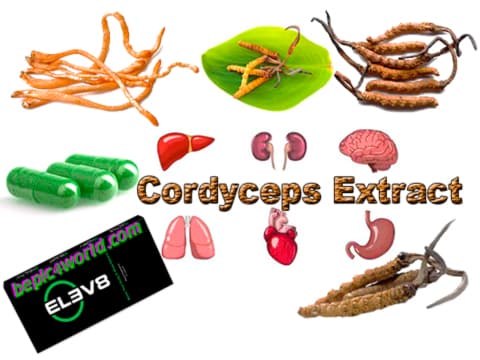Cordyceps extract in the capsules of Elev8