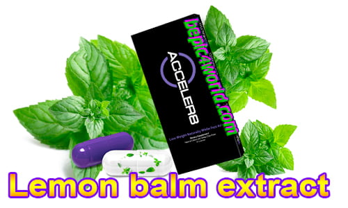 Lemon balm extract is an ingredient in Acceler8